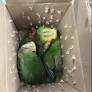 CBP officers intercepted three live parrots at Brownsville Port of Entry