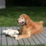 Wayfair Is Selling a Raised Dog Deck That Keeps Dogs Dry and Off the Ground