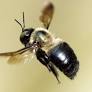 Carpenter bees can dig into your NC deck or porch. How to keep them away