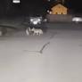 Coyotes roam Newport neighborhood