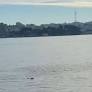 Alcatraz Island Visitor Does A Double Take When He Sees Someone Furry Swim Up To Shore