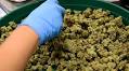 This Colorado bill would prohibit the sale of high-dose marijuana products to anyone under age 26
