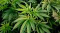 The Therapeutic Potential of Cannabis, CBD