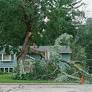 Our Better Nature: When the Bough Breaks — How to Storm-Proof Your Trees
