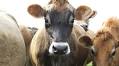 Farmers off the hook on climate means rest of us pick up the slack