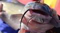 It's Here: Amazing Channel Catfish Fishing in Sandusky Bay