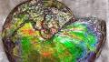 How a Sea Creature’s Fossils Show All the Colors of the Rainbow