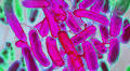 Scientists invent way to use E. coli to create and dye rainbow-colored fabric in the lab
