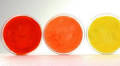 Korean team uses bacteria to spin rainbow-hued, eco-friendly textiles
