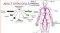 Adult Stem Cells: Market 2018 Detailed Global Analysis by Top Key