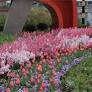 China: How Hangzhou turned roadside gardens into art