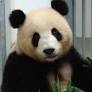 Blangiardi visiting China to enhance ties and possibly bring pandas to Honolulu