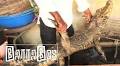 BN TV: Battabox Goes On A Trip to “Oluwo” – Lagos Crocodile Meat Market