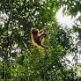 Indonesia’s orangutan trafficking cases reveal need for a change in approach (commentary)