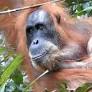 Rehabilitated orangutan gave birth to seventh child in Indonesia's Mt. Leuser national park