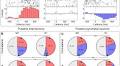 The Neural Origin of Nociceptive-Induced Gamma-Band Oscillations