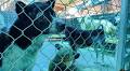 Failing animal rescue centers need rescuing themselves