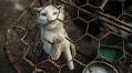 Animal Welfare Group Saves 24 Cats and Dogs from Death by Shutting Down Vietnam Slaughterhouse