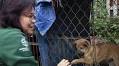 Dog slaughterhouse and restaurant in Viet Nam that had killed thousands of animals in recent years closes in country’s first Models for Change program to end the dog meat trade
