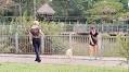Hanoi establishes teams to catch stray dogs