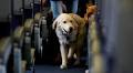 Shenzhen Bao'an Airport opens luxury lounge for pets