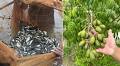 "Fish Farming To Amra Planting" — Here's How SejaTi MADANI Is Helping Villages Thrive