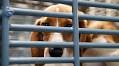 Facing claims of animal abuse, a major breeder of research dogs will close its pipeline