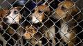 Dane County beagle breeding operation to close after animal cruelty investigation