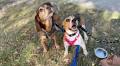 No More Experiments for This PETA-Rescued Beagle (Video)