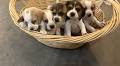 Beagle Puppies for sale. 8 wee