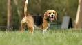 Do Beagles Make Good Pets? Pros, Cons & Advice