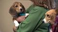 NIH planned to keep testing on beagles through 2026 before halting experiments