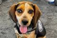 Egyptian traveler eats federal charges for kicking Dulles CBP beagle that detected over 100 pounds of prohibited food products