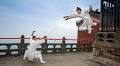 Wudang Wushu on stag
