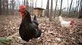 Backyard chickens risk pathogen spread