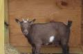 San Antonio Animal Care Services adds a new face to its livestock