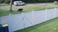 Black bear spotted behind Mass. school as students were being dismissed