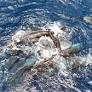 Scientists captured rare video of a sperm whale birth. What they learned from that remarkable moment
