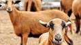 Farmers’ rep cautions against Blackbelly sheep exports as flock dwindles