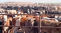 Origins of agriculture - Animal Breeding, Domestication, Crop Cultivation