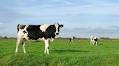 Track and manage: China unified livestock farm registry to enhance oversight and traceability