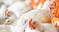 RFS vote unlikely to affect Tyson chicken feed formulation