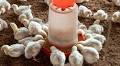 Mastering poultry feed: Tips to maximise efficiency