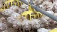 Brazil’s demand for poultry feed to rise in 2025