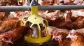 More H5N1 detections in US dairy cows and poultry; WHO unveils H5 surveillance guide