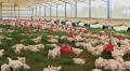Pasturebird® Successfully Petitions USDA to Update Definition of “Pasture-Raised” Poultry for New Labeling Guidelines