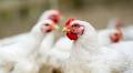 Poultry farmers: A guide to selling to abattoirs