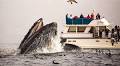 How to Plan the Perfect Whale Watching Day Trip
