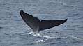 Blue whale decline in Sri Lanka tied to climate and human activity