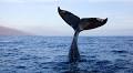 This winter heed the call of these 7 spots for prime whale watching